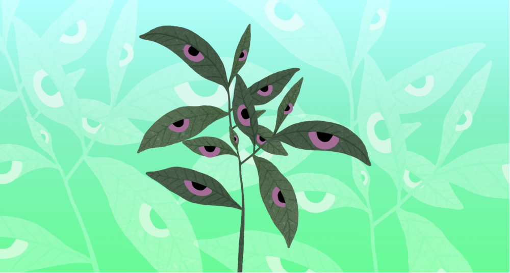 Derecho de vida Miradas ecofeministas