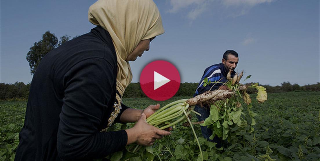 Marruecos proyecto fresa